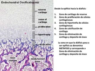Desde la epifisis hacia la diafisis:
1. Zona de cartilago de reserva
2. Zona de proliferación de células
cartilaginosas
3. Zona de hipertrofia de células
cartilaginosas
4. Zona de calcificación de
cartílago
5. Zona de eliminación de
cartílago y deposito de óseo
La zona en que la diáfisis pasa a
ser epífisis se denomina
METAFISIS y corresponde a
Zona de eliminación de
cartílago y deposito de óseo
 