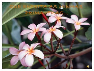 QUE ENFEITA AS MINHAS  PRIMAVERAS... 