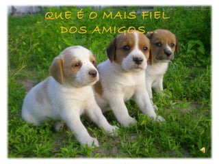 QUE É O MAIS FIEL  DOS AMIGOS... 