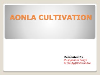 AONLA CULTIVATION
Presented By
Pushpendra Singh
M.Sc(Ag)Horticulutre
 