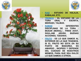 •
•

•

•

RAIZ : ESTUDIO DE HALAJA,
KABALAH, ETC.
TRONCO : EL ESTUDIO DE LA
TORA
ORAL
Y
ESCRITA,
MIDRASH, TALMUD.
RAMAS
:
DIFERENTES
DISCIPLINAS DE LA TORA :
MUSAR (MORAL) , PIRKE AVOT,
SHULJAM
ARUSH,
BUENAS
ACCIONES, TZEDAKA.
FRUTO : ES LO QUE DAMOS AL
EXTERIOR DE LO QUE TENEMOS.
SI EL FRUTO NO ESTA EN SU
PUNTO
DE
MADUREZ,
ES
AMARGO , INCIPIDO Y DEPENDE
DEL CUIDADO DE NOSOTROS
MISMOS, PARA QUE SEA DULCE
LO QUE DAMOS A OTROS.

 