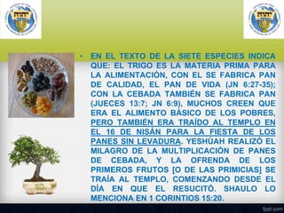 • EN EL TEXTO DE LA SIETE ESPECIES INDICA
QUE: EL TRIGO ES LA MATERIA PRIMA PARA
LA ALIMENTACIÓN, CON EL SE FABRICA PAN
DE CALIDAD, EL PAN DE VIDA (JN 6:27-35);
CON LA CEBADA TAMBIÉN SE FABRICA PAN
(JUECES 13:7; JN 6:9), MUCHOS CREEN QUE
ERA EL ALIMENTO BÁSICO DE LOS POBRES,
PERO TAMBIÉN ERA TRAÍDO AL TEMPLO EN
EL 16 DE NISÁN PARA LA FIESTA DE LOS
PANES SIN LEVADURA. YESHÚAH REALIZÓ EL
MILAGRO DE LA MULTIPLICACIÓN DE PANES
DE CEBADA, Y LA OFRENDA DE LOS
PRIMEROS FRUTOS [O DE LAS PRIMICIAS] SE
TRAÍA AL TEMPLO, COMENZANDO DESDE EL
DÍA EN QUE EL RESUCITÓ. SHAULO LO
MENCIONA EN 1 CORINTIOS 15:20.

 
