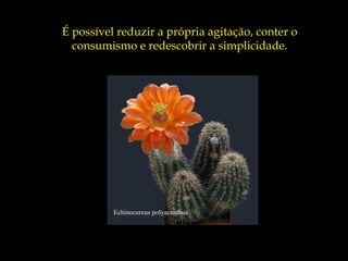 É possível reduzir a própria agitação, conter o
  consumismo e redescobrir a simplicidade.




          Echinocereus polyacanthus
 