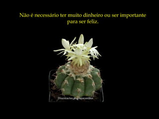 Não é necessário ter muito dinheiro ou ser importante
                    para ser feliz.




                Discocactus pugionacanthus
 