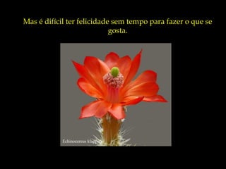 Mas é difícil ter felicidade sem tempo para fazer o que se
                            gosta.




            Echinocereus klapperi
 