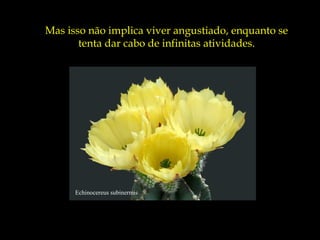 Mas isso não implica viver angustiado, enquanto se
       tenta dar cabo de infinitas atividades.




      Echinocereus subinermis
 