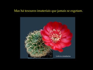 Mas há tesouros imateriais que jamais se esgotam.




                             Lobivia cinnabarina
 