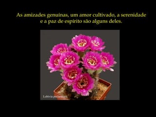 As amizades genuínas, um amor cultivado, a serenidade
         e a paz de espírito são alguns deles.




          Lobivia peclardiana
 