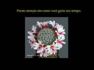 Preste atenção em como você gasta seu tempo.




      Mammillaria slevinii
 