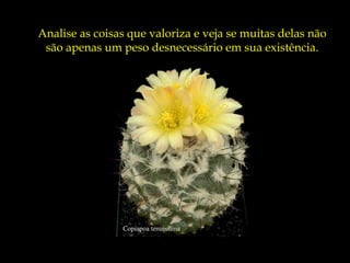 Analise as coisas que valoriza e veja se muitas delas não
 são apenas um peso desnecessário em sua existência.




                Copiapoa tenuissima
 