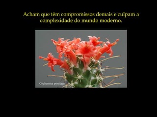 Acham que têm compromissos demais e culpam a
     complexidade do mundo moderno.




      Cochemiea poselgeri
 