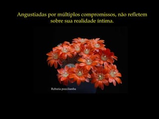Angustiadas por múltiplos compromissos, não refletem
             sobre sua realidade íntima.




             Rebutia poecilantha
 