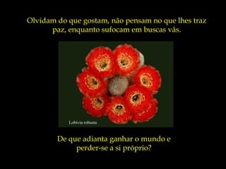 Olvidam do que gostam, não pensam no que lhes traz
      paz, enquanto sufocam em buscas vâs.




           Lobivia robusta


        De que adianta ganhar o mundo e
             perder-se a si próprio?
 