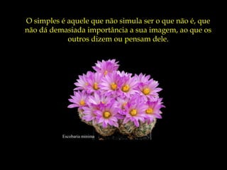 Escobaria minima
O simples é aquele que não simula ser o que não é, que
não dá demasiada importância a sua imagem, ao que os
outros dizem ou pensam dele.
 