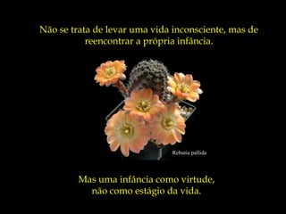 Rebutia pallida
Não se trata de levar uma vida inconsciente, mas de
reencontrar a própria infância.
Mas uma infância como virtude,
não como estágio da vida.
 