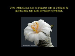Mammillaria albiflora
Uma infância que não se angustia com as dúvidas de
quem ainda tem tudo por fazer e conhecer.
 