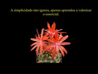 Matucana krahnii
A simplicidade não ignora, apenas aprendeu a valorizar
o essencial.
 