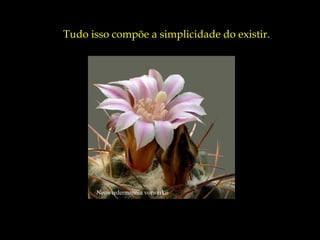 Neowerdermannia vorwerkii
Tudo isso compõe a simplicidade do existir.
 