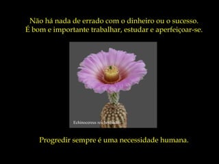 Echinocereus reichenbachii
Não há nada de errado com o dinheiro ou o sucesso.
É bom e importante trabalhar, estudar e aperfeiçoar-se.
Progredir sempre é uma necessidade humana.
 