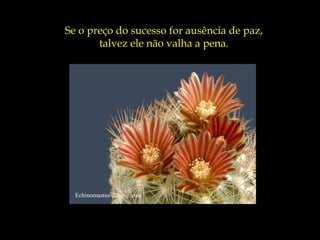 Echinomastus durangensis
Se o preço do sucesso for ausência de paz,
talvez ele não valha a pena.
 