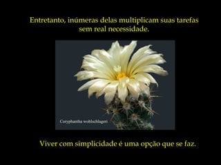 Coryphantha wohlschlageri
Entretanto, inúmeras delas multiplicam suas tarefas
sem real necessidade.
Viver com simplicidade é uma opção que se faz.
 