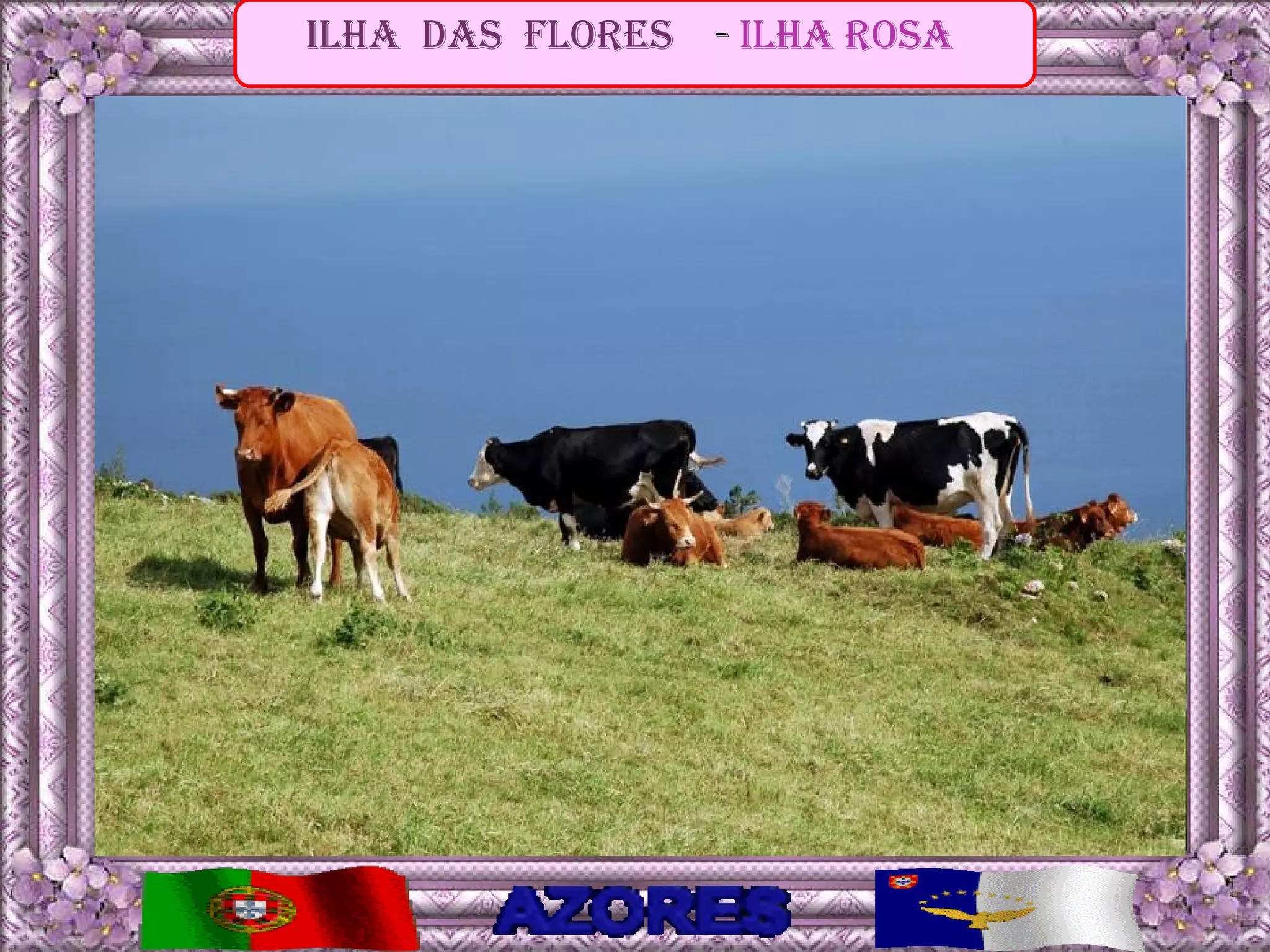 ilha das Flores   - ilha rosa
 
