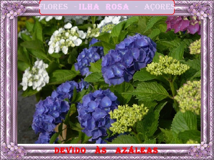 Flores - ilha rosa - açores   devido   às   azáleas 