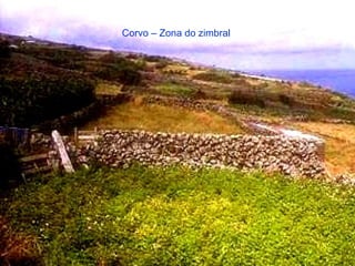 Corvo – Zona do zimbral   