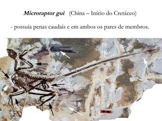 Microraptor gui (China – Início do Cretáceo)
- possuía penas caudais e em ambos os pares de membros.
 