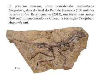 O primeiro pássaro, antes considerado Archaeopteryx
lithographica, data do final do Período Jurássico (150 milhões
de anos atrás). Recentemente (2013), um fóssil mais antigo
(160 ma) foi encontrado na China, na formação Tiaojishan:
Aurornis xui.
 