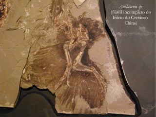 Anchiornis sp.
(fóssil incompleto do
Início do Cretáceo
China)
 