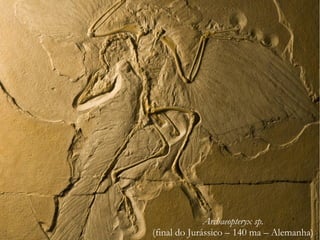 Archaeopteryx sp.
(final do Jurássico – 140 ma – Alemanha)
 