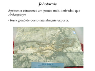 Jeholornis
Apresenta caracteres um pouco mais derivados que
Archaeopteryx:
- fossa glenóide dorso-lateralmente exposta.
 