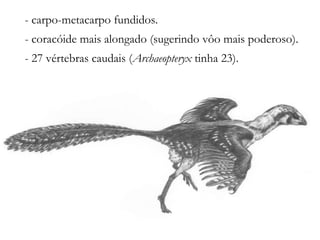 - carpo-metacarpo fundidos.
- coracóide mais alongado (sugerindo vôo mais poderoso).
- 27 vértebras caudais (Archaeopteryx tinha 23).
 