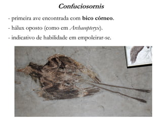 Confuciosornis
- primeira ave encontrada com bico córneo.
- hálux oposto (como em Archaeopteryx).
- indicativo de habilidade em empoleirar-se.
 