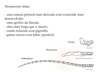 Iberomesornis tinha:
- uma cintura peitoral mais derivada com coracóide mais
desenvolvido.
- uma apófise da fúrcula.
- ulna mais longa que o úmero.
- cauda reduzida com pigóstilo.
- garras curvas com hálux oponível.
 