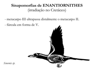 Sinapomorfias de ENANTIORNITHES
(irradiação no Cretáceo)
- metacarpo III ultrapassa distalmente o metacarpo II.
- fúrcula em forma de V.
Sinornis sp.
 