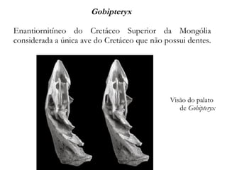 Gobipteryx
Enantiornitíneo do Cretáceo Superior da Mongólia
considerada a única ave do Cretáceo que não possui dentes.
Visão do palato
de Gobipteryx
 