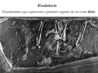 Eoalulavis
Enantiorníteo que representa o primeiro registro de ave com álula.
 