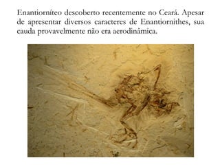 Enantiorníteo descoberto recentemente no Ceará. Apesar
de apresentar diversos caracteres de Enantiornithes, sua
cauda provavelmente não era aerodinâmica.
 