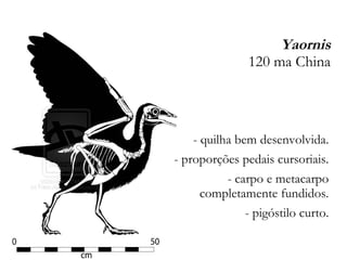 Yaornis
120 ma China
- quilha bem desenvolvida.
- proporções pedais cursoriais.
- carpo e metacarpo
completamente fundidos.
- pigóstilo curto.
 
