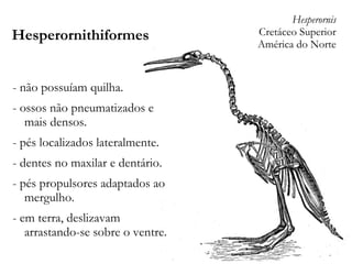 Hesperornithiformes
- não possuíam quilha.
- ossos não pneumatizados e
mais densos.
- pés localizados lateralmente.
- dentes no maxilar e dentário.
- pés propulsores adaptados ao
mergulho.
- em terra, deslizavam
arrastando-se sobre o ventre.
Hesperornis
Cretáceo Superior
América do Norte
 