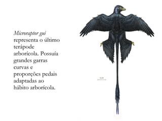 Microraptor gui
representa o último
terápode
arborícola. Possuía
grandes garras
curvas e
proporções pedais
adaptadas ao
hábito arborícola.
 