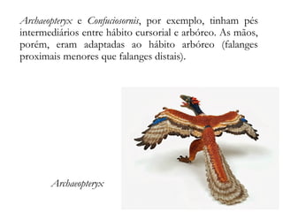 Archaeopteryx e Confuciosornis, por exemplo, tinham pés
intermediários entre hábito cursorial e arbóreo. As mãos,
porém, eram adaptadas ao hábito arbóreo (falanges
proximais menores que falanges distais).
Archaeopteryx
 