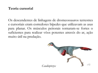 Teoria cursorial
Os descendentes de linhagens de dromeossauros terrestres
e cursoriais eram corredores bípedes que utilizavam as asas
para planar. Os músculos peitorais tornaram-se fortes o
suficientes para realizar vôos potentes através do ar, ação
muito útil na predação.
Caudiopteryx
 