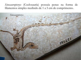 Sinosauropteryx (Coelosauria) possuía penas na forma de
filamentos simples medindo de 1 a 5 cm de comprimento.
Sinosauropteryx
 