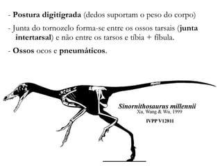 - Postura digitígrada (dedos suportam o peso do corpo)
- Junta do tornozelo forma-se entre os ossos tarsais (junta
intertarsal) e não entre os tarsos e tíbia + fíbula.
- Ossos ocos e pneumáticos.
 