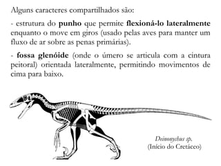Alguns caracteres compartilhados são:
- estrutura do punho que permite flexioná-lo lateralmente
enquanto o move em giros (usado pelas aves para manter um
fluxo de ar sobre as penas primárias).
- fossa glenóide (onde o úmero se articula com a cintura
peitoral) orientada lateralmente, permitindo movimentos de
cima para baixo.
Deinonychus sp.
(Início do Cretáceo)
 