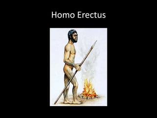 Homo Erectus
 