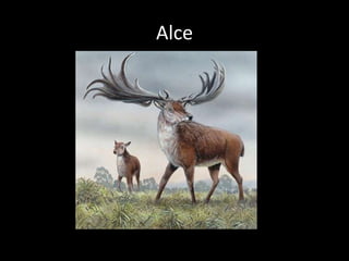 Alce
 